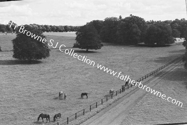 THOROUGHBRED MARES AND FOALS IN PADDOCK